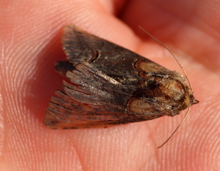 Noctuidae da id.